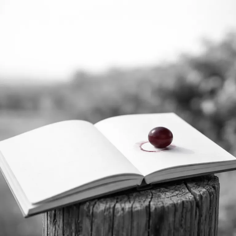 Essential wine reading: the best wine books for vineyard‑bound travellers