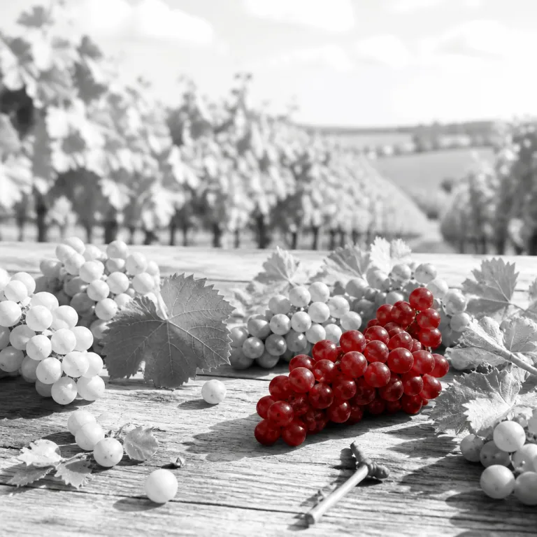 Peak season or off-peak mind: how savvy wine travelers navigate the July-August vineyard rush
